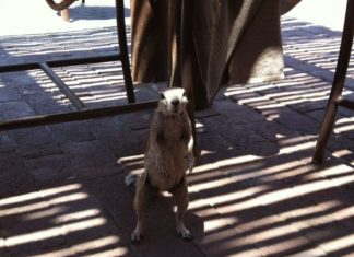 Südafrikas Tierwelt ganz nah – Streifenhörnchen auf Einkaufstour!