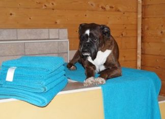 Hunde-Spa und mehr im Pharisäerhof