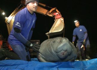 Rettungsteam von Seaworld Orlando rettet 19 Seekühe in Florida aus Rohrsystem!