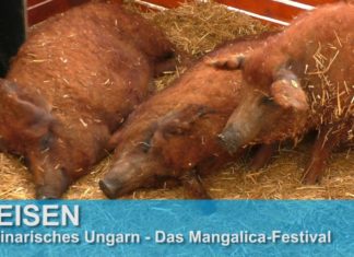 Festival rund um das Mangalica Schwein in Ostungarn