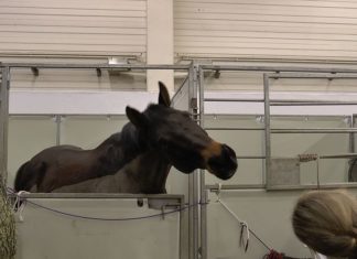 Freizeit-Tipp: EQUITANA 2015 – Pferdemesse in Essen