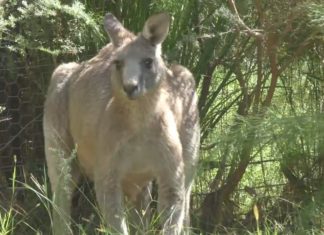 Australien – Der Booderee Nationalpark ist perfekt für Familienausflüge geeignet