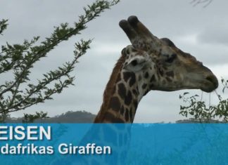 Südafrikas Giraffen – Tierbeobachtungen bei einer Safari