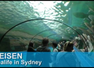 Australien: Die Unterwasserwelt im Sealife Sydney erkunden