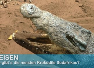Südafrika: Über 1.500 Krokodile in Wetlands von Kwazulu-Natal