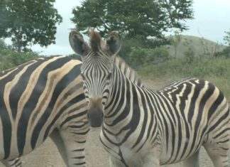 Südafrika Safari: Und woher kommen die Streifen bei den Zebras?