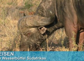Wichtige Safari-Infos zu den Büffeln Südafrikas