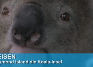 Australien: Süße Koalas auf Raymond Island!