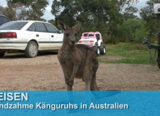 Neugierige Känguruhs in Australien
