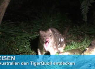 Australische Safaris: Kennen Sie den Tiger Quoll?