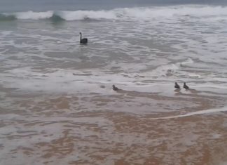 Lustiges Tiervideo aus Australien: Familie Schwan beim Wellenreiten!