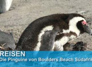 Südafrika: Boulders Beach und die Pinguine