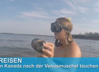 In Kanada nach der Venusmuschel abtauchen