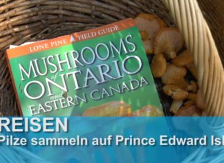 Kanada: Pilze sammeln auf Prince Edward Island