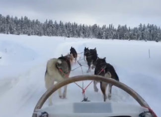 Reisereporterin live aus Lappland: Besuch einer Huskystation