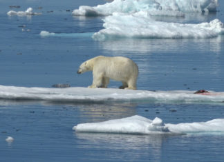 Intrepid Travel erweitert Angebot in den Polarregionen