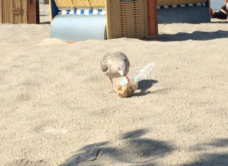 Mal was zum Lachen: Möwe beklaut Touristen am Strand