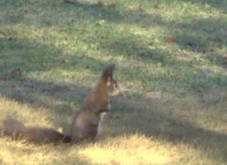 Wien: Beim Besuch auf Schloß Schönbrunn die Ohrkatzen treffen