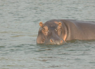 Uganda – Abenteuerliche Bootssafari auf dem Kazinga Kanal (Hippo-Paradies)