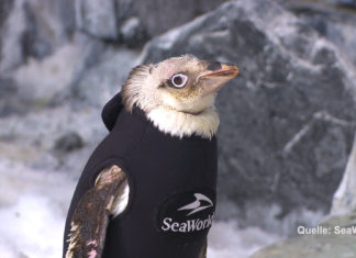 SeaWorld macht kleinen Pinguin mit Neoprenanzug glücklich!