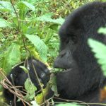 Berggorilla Uganda 