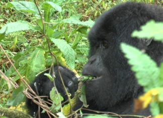 ReiseSprechstunde: Let´s Talk about Uganda