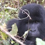 Uganda-Berggorilla