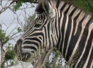 Zebras sind die Lieblinge der Safaris – Aber warum haben die Zebras eigentlich Streifen?
