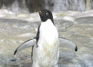 SeaWorld Pinguin braucht keinen Neoprenanzug mehr!