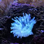 Unterwasserwelt Ägyptens