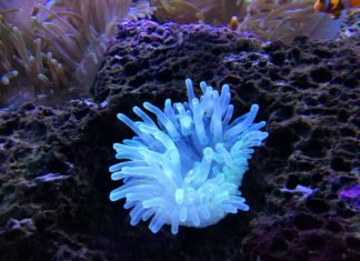 Tauchen in Somabay – vom wunderschönen Hausriff bis zum Unterwasser-Scooter (Reisebericht)