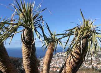 Madeira – Besuch im Botanischen Garten von Funchal ist ein Muß!