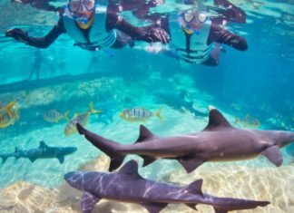 Neu in Discovery Cove: Gemeinsam mit Haien im Wasser!