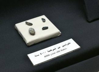 Die wohl ältesten Datteln der Welt in Ras Al Khaimah