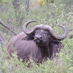 Büffel Südafrika