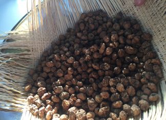 Horchata – Erfrischungsmilch in Valencia