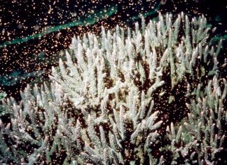Spektakuläres Naturschauspiel am Great Barrier Reef (VIDEO)