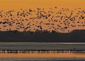Kraniche in Ungarn gestartet