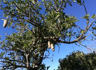 Cool – Der Leberwurstbaum auf Madeira