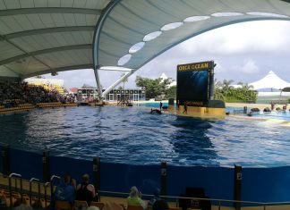 Walshows im Loro Parque auf Teneriffa tiergerecht?
