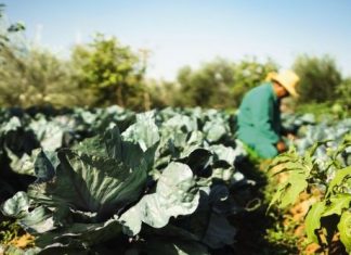 Green Globe ernennt Mövenpick Hotels & Resorts zur nachhaltigsten Hotelgruppe weltweit