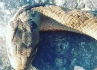 Spezialgetränk asiatisch: Schlange am Flaschenboden!