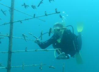 Korallen-Aufzuchtstation am Great Barrier Reef zeigt erste Erfolge