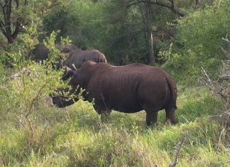 Reisen zum Schutz der Breitmaulnashörner