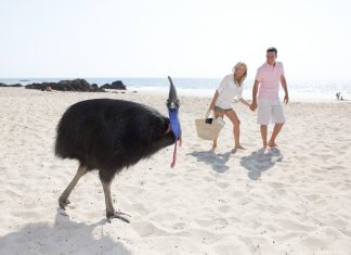 Neues Festival würdigt die heimlichen Helden des australischen Regenwaldes