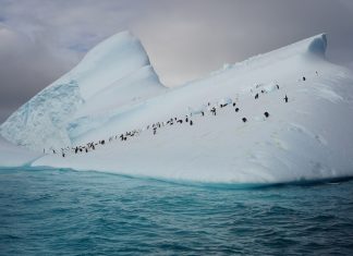 Mit Expeditionsschiff WORLD EXPLORER die Antarktis erleben