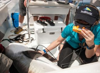 Seaworld: Mit Parkerlebnissen die Welt ein kleines Stückchen besser machen