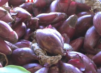 Kalabriens Zwiebeln: Die Roten Zwiebeln von Tropea