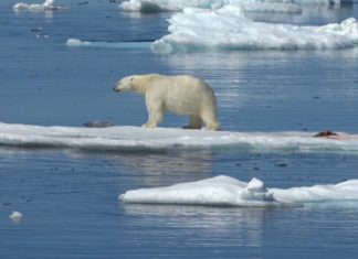 Tragischer Unfall: Crewmitglied von MS Bremen von Eisbär angegriffen!