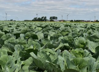 Ideenreich und schmackhaft: Lindenhof 1887 lockt mit Kohl